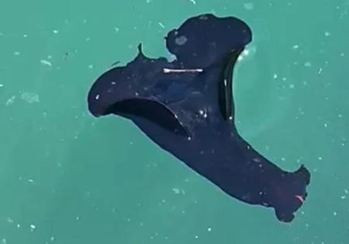 Liebre de mar avistada este miércoles en la bahía de La Concha Motoras de la Isla