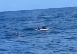 El avistamiento de una decena de orcas que sorprende en la costa vasca: «Piel de gallina»