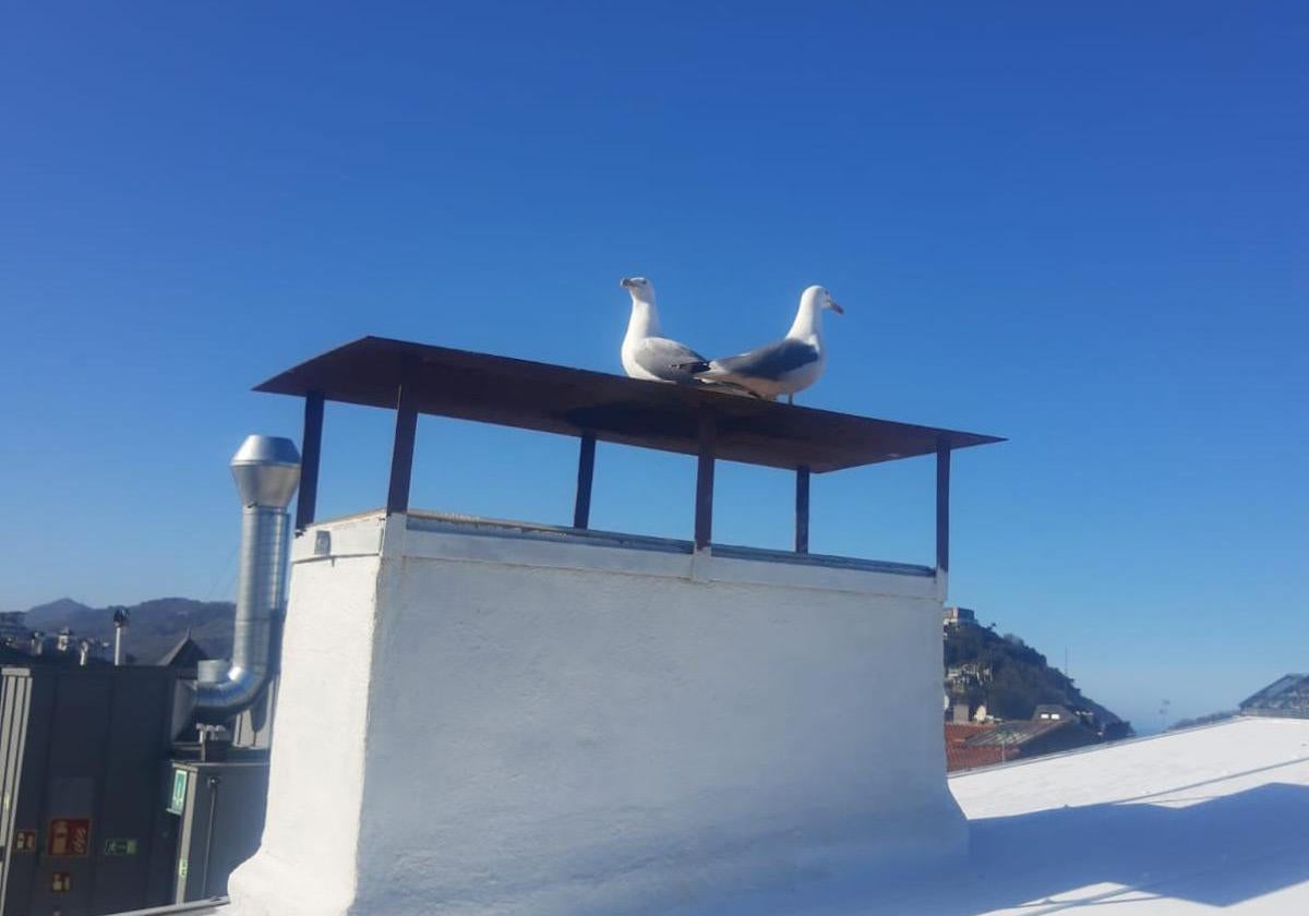 ¿Qué pasa con las gaviotas en Donostia?. «El miedo es real»