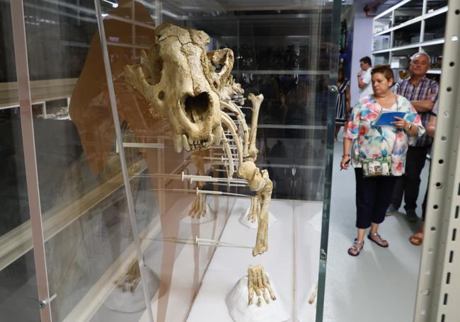Equeleto casi completo de un león, un Panthera leo, encontrado en la cueva de Arrikrutz en Oñati