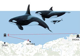 Cómo actuar si tu embarcación es atacada por orcas