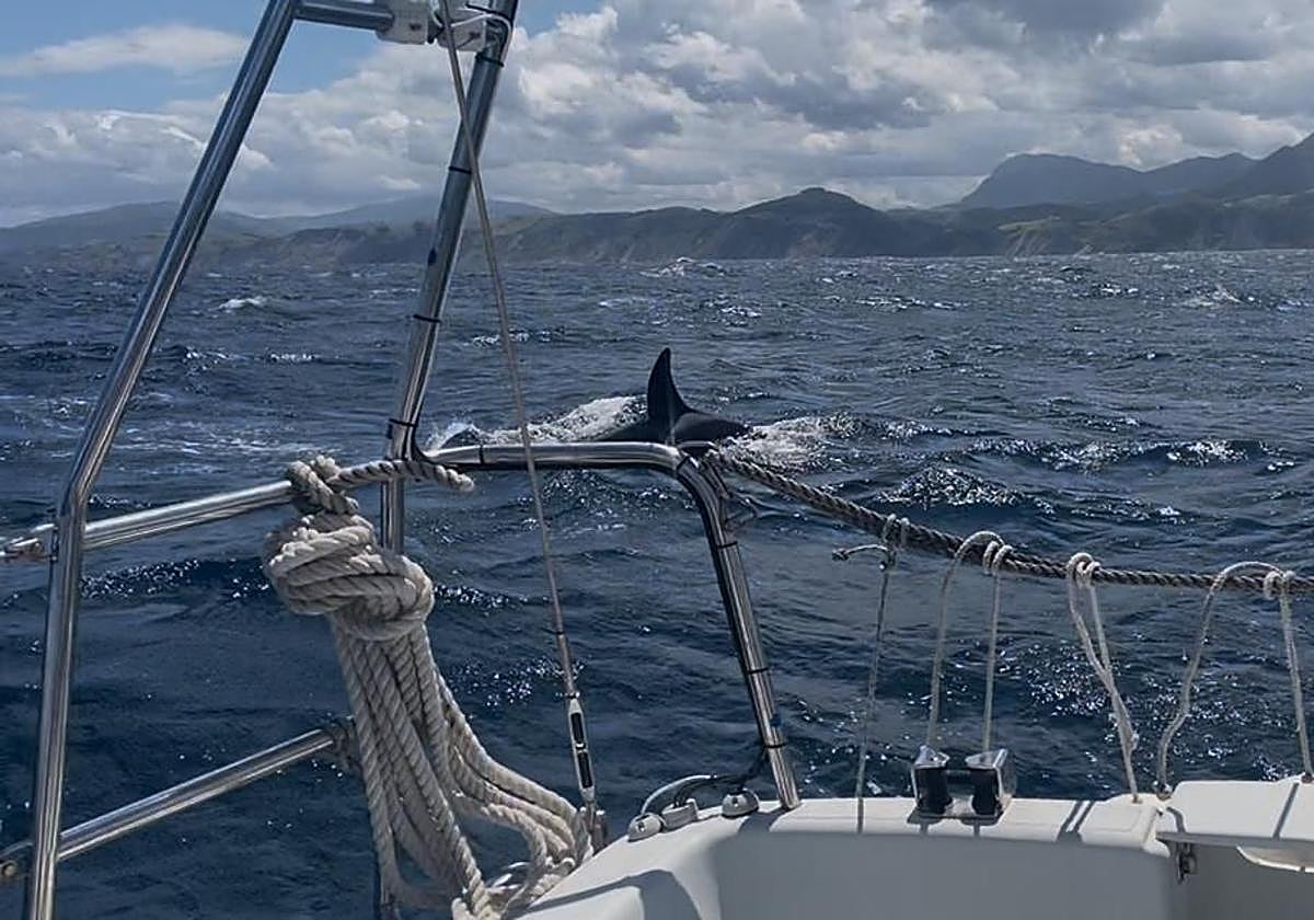 Las orcas nadan a dos millas de la costa en Deba.