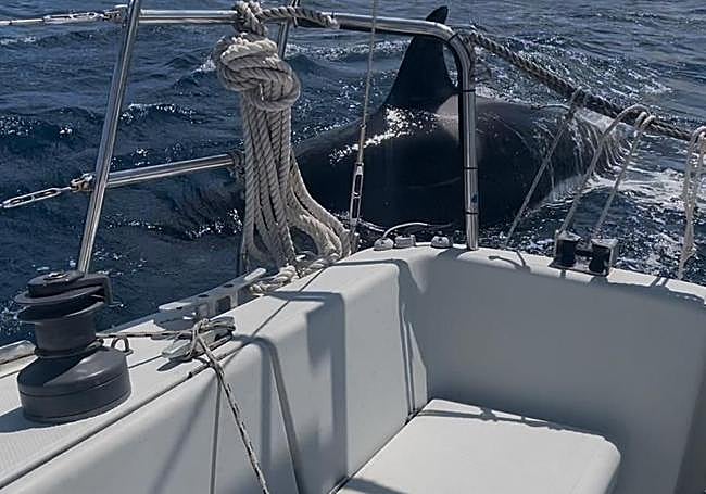 Un cetáceo se aproxima a la popa del velero durante el ataque.