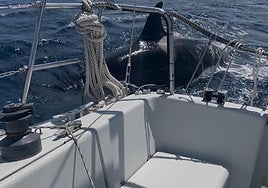 Las orcas nadan a dos millas de la costa en Deba.