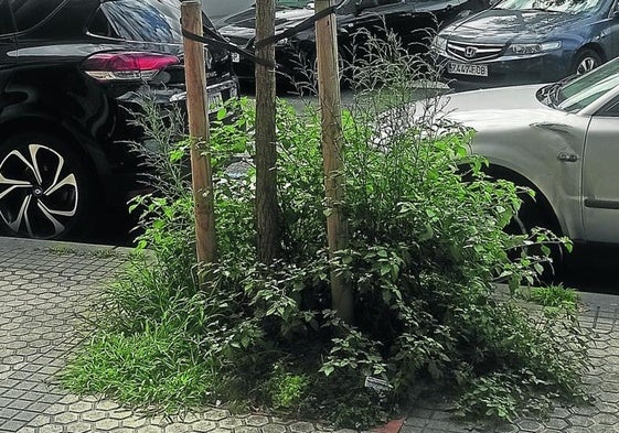 Denuncia J. P.: «Espero que en el nuevo Basque Culinary Center –terreno regalado por la patilla política– el mantenimiento del mar de flores que van a hacer en la encimera no lo haga el Ayuntamiento. ¿Se acuerdan de la fachada de San Telmo? Se lo comen los hierbajos, como en toda la ciudad, como esta fotografía al lado del polideportivo de Benta Berri».