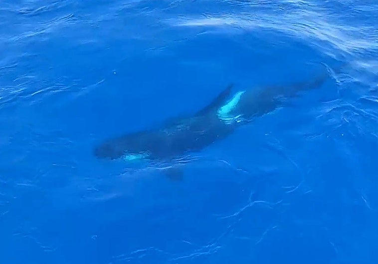 Uno de los animales observado por agentes del Servicio Marítimo desde su barco