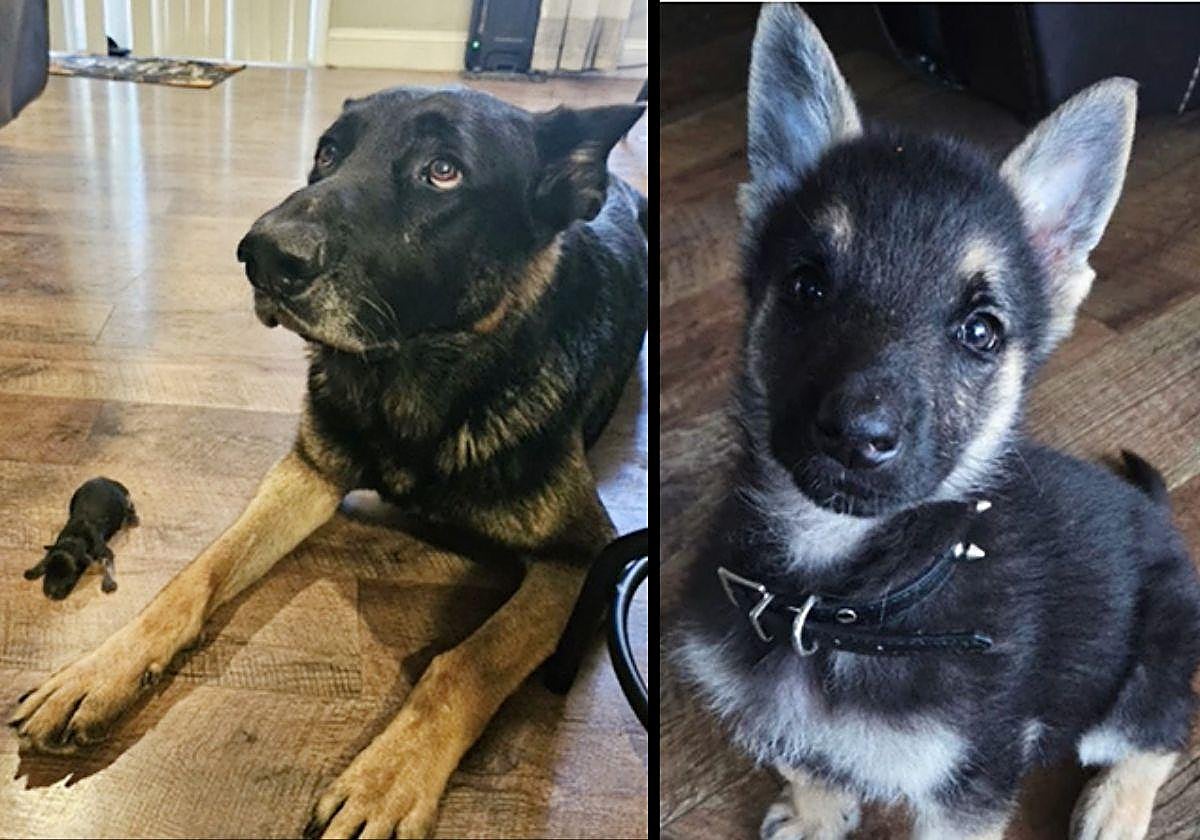 El pequeño tamaño del cachorro junto a su madre.