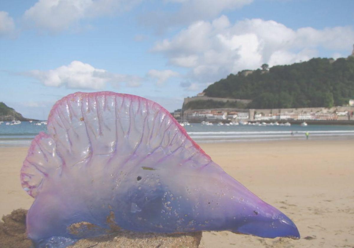 Ejemplar de carabela portuguesa hallado en 2020 en la playa de La Concha de San Sebastián.