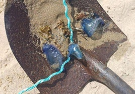 Dieciocho bañistas son atendidos por picaduras de medusas en Donostia