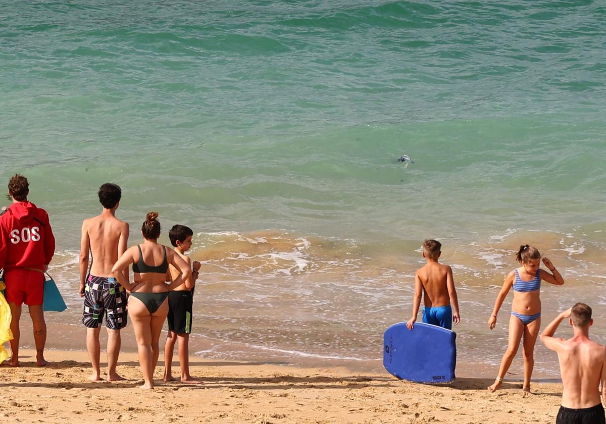 Presencia de una carabela portuguesa en la playa de Ondarreta.