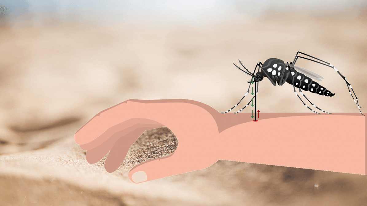 Salud avisa de «la alta probabilidad» de casos de chikugunya en Gipuzkoa a través de mosquitos
