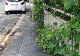 El camino de Igara es un oasis de verdor que agradecen los caminantes en verano. Pero Jaime denuncia que «no hay que pasarse con tanto frescor. El Ayuntamiento debería podar la vegetación que crece junto al riachuelo que discurre por la zona y que invade la acera. Y si ya quita el musgo que invade varios tramos de la acera, mejor que mejor».