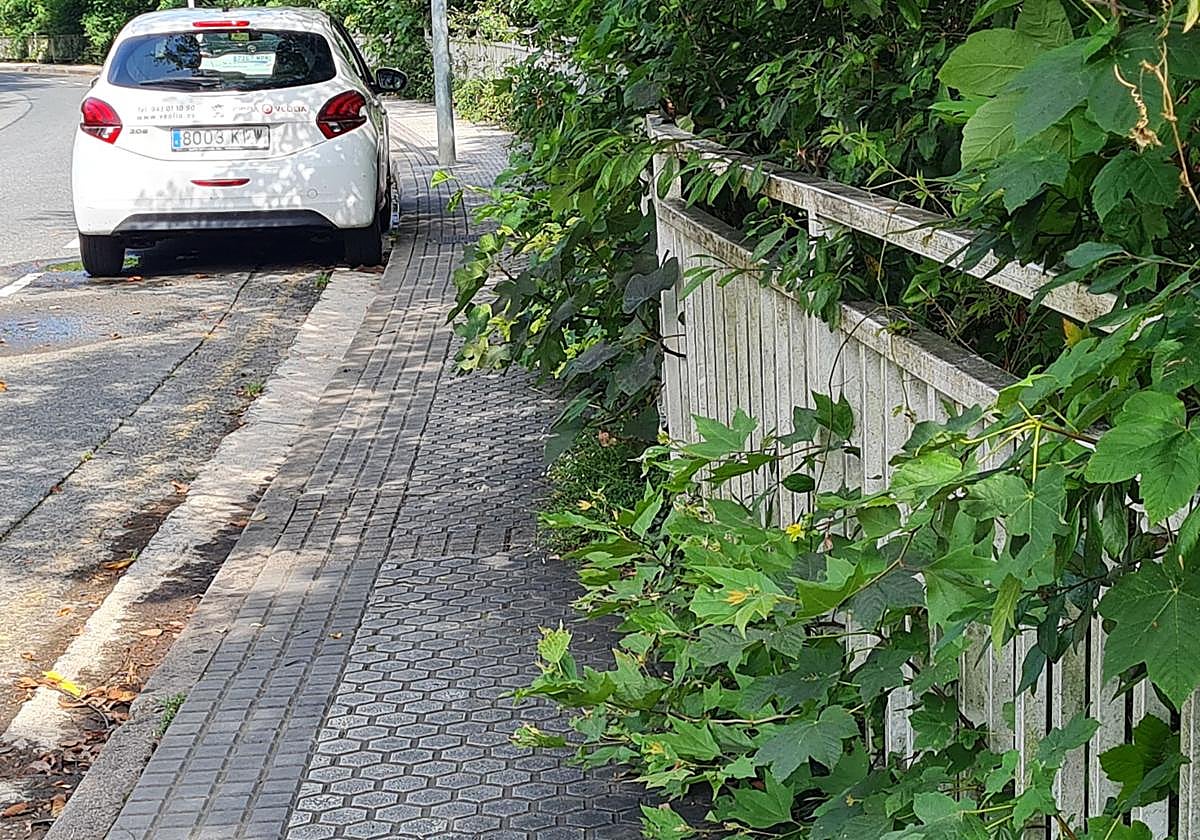 El camino de Igara es un oasis de verdor que agradecen los caminantes en verano. Pero Jaime denuncia que «no hay que pasarse con tanto frescor. El Ayuntamiento debería podar la vegetación que crece junto al riachuelo que discurre por la zona y que invade la acera. Y si ya quita el musgo que invade varios tramos de la acera, mejor que mejor».