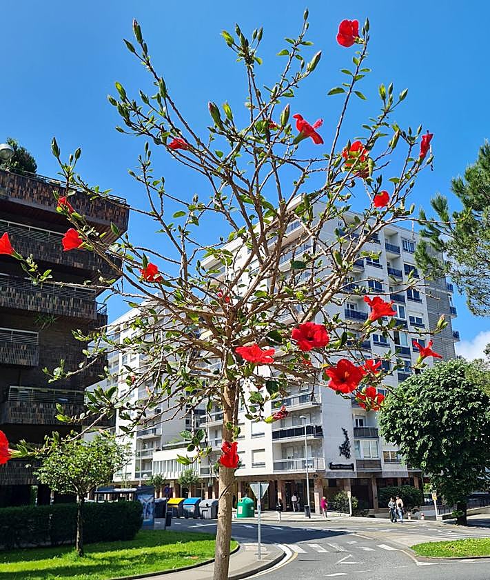 Imagen secundaria 2 - Los alcanfores, en plaza de Cataluña. LaThespesia populnea, en la plaza Sert y el Hibiscus tilaceus florece en Pío Baroja.