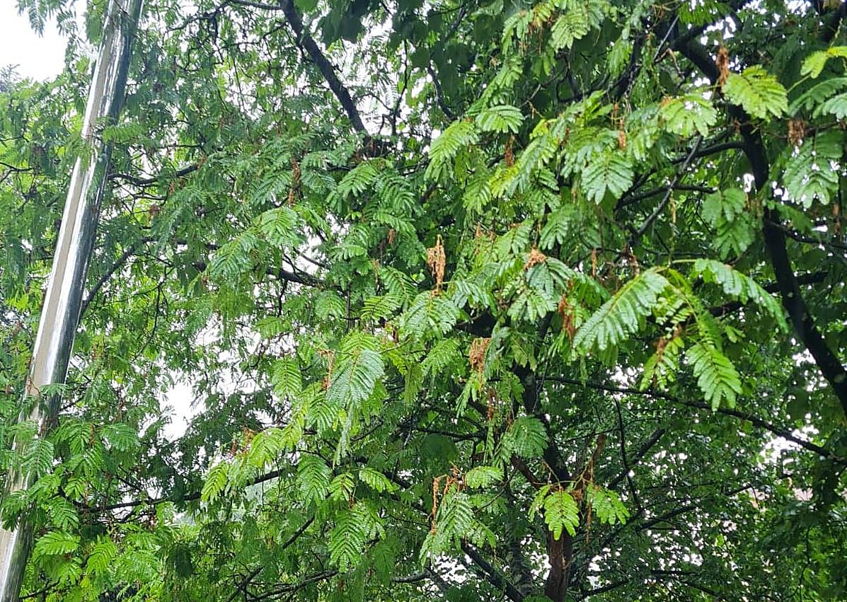 Imagen secundaria 1 - Los alcanfores, en plaza de Cataluña. LaThespesia populnea, en la plaza Sert y el Hibiscus tilaceus florece en Pío Baroja.