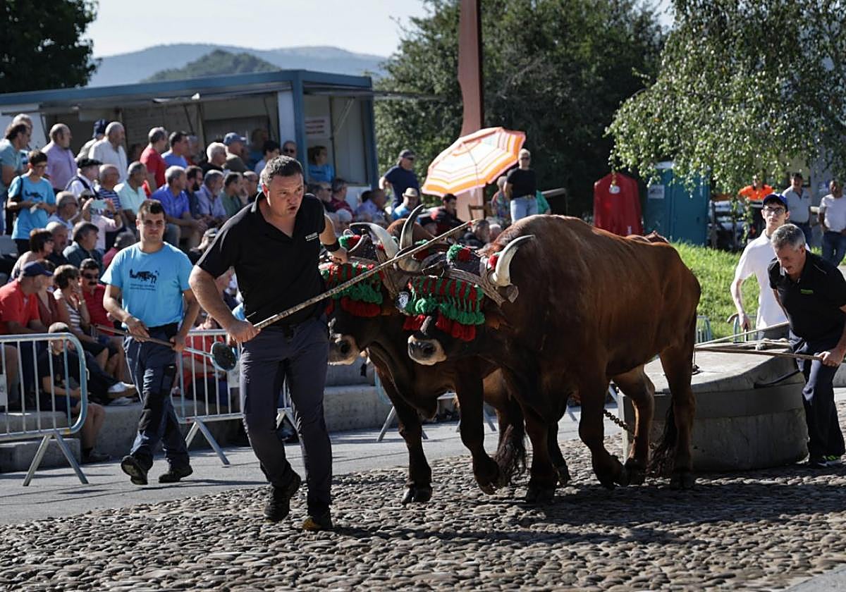 Berriro ere idiek erakustaldi polita eskaini zuten.