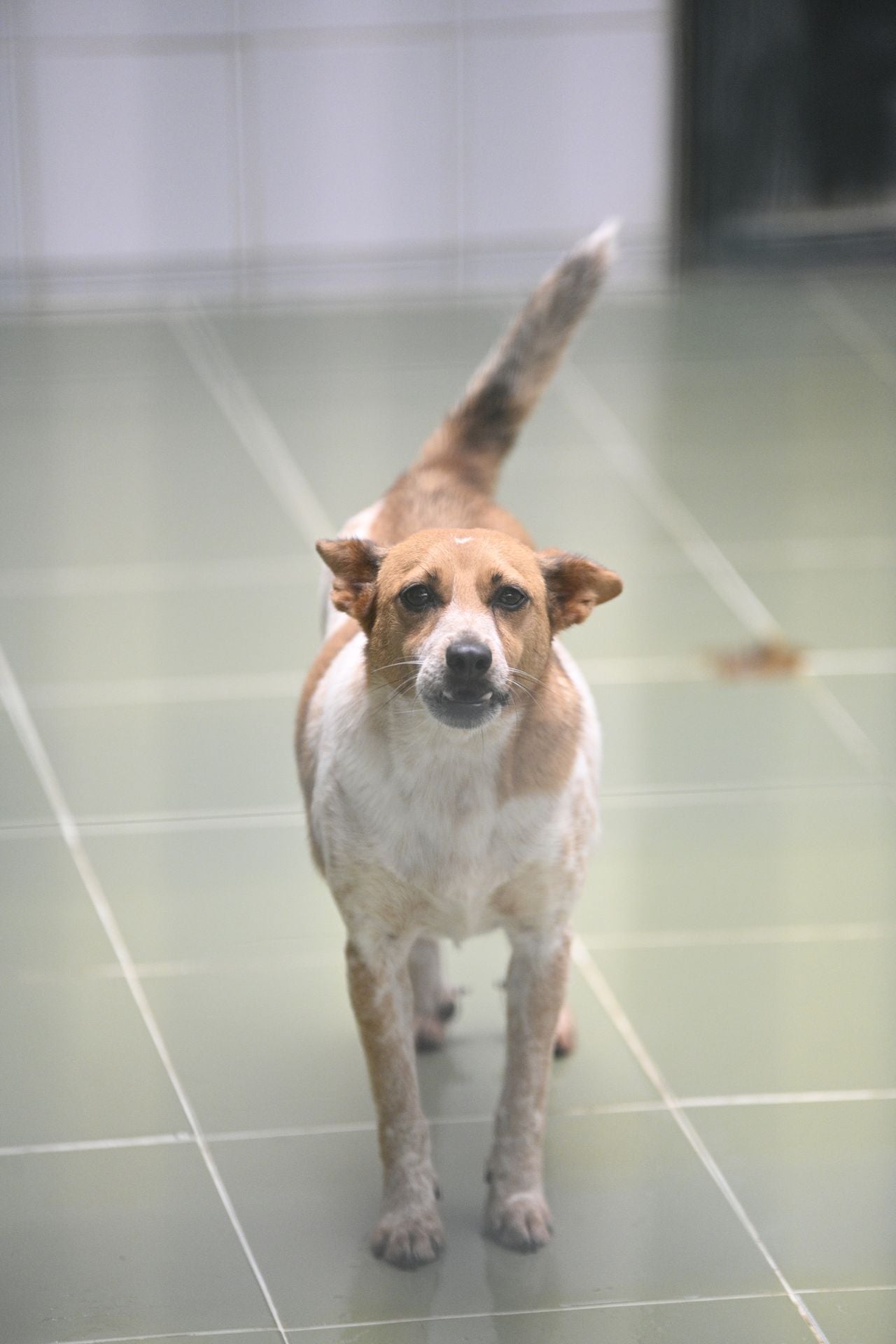 Una protectora llena de colores