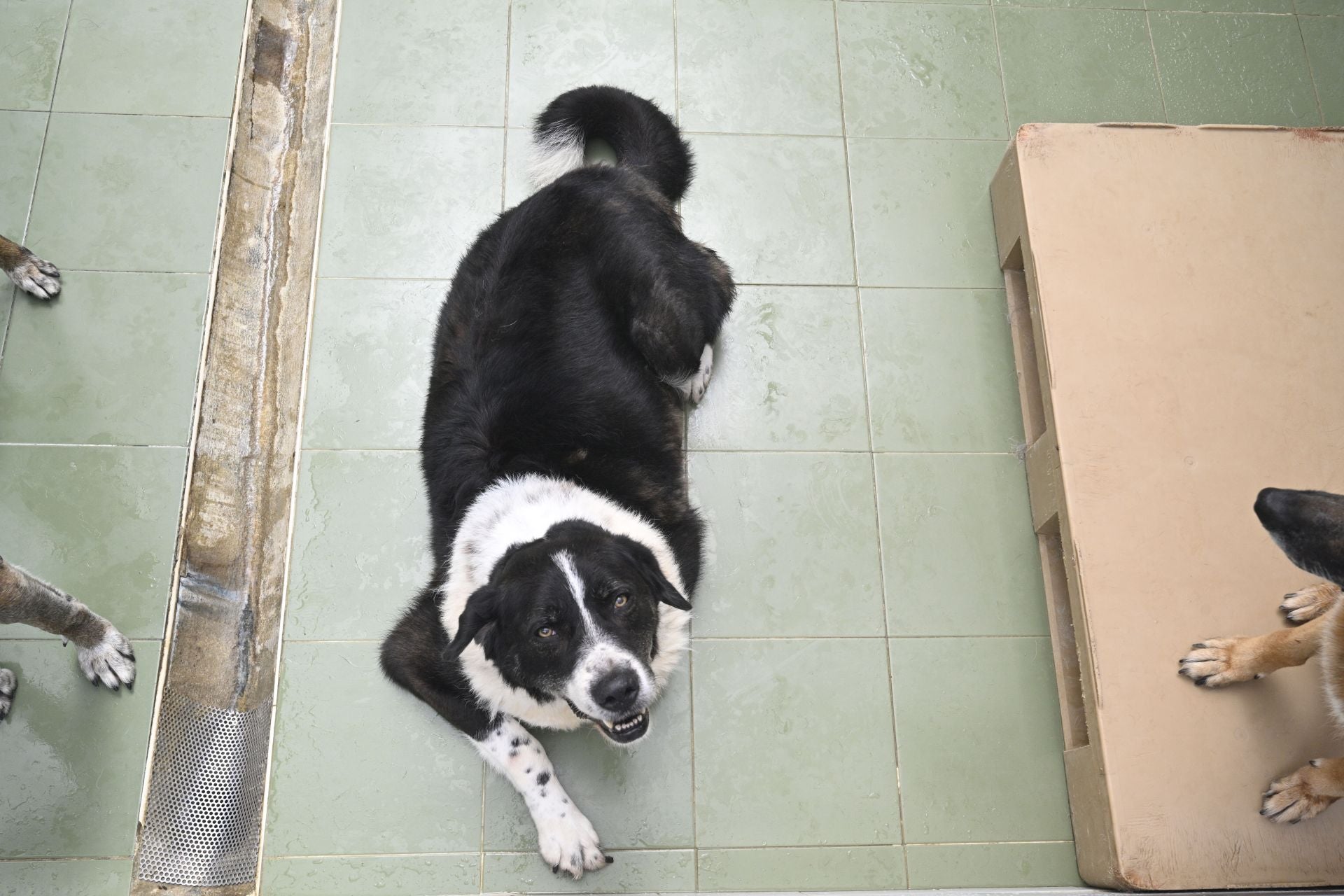 Una protectora llena de colores