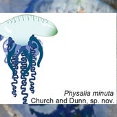 La nueva especie de carabela portuguesa hallada, la Physalia minuta.