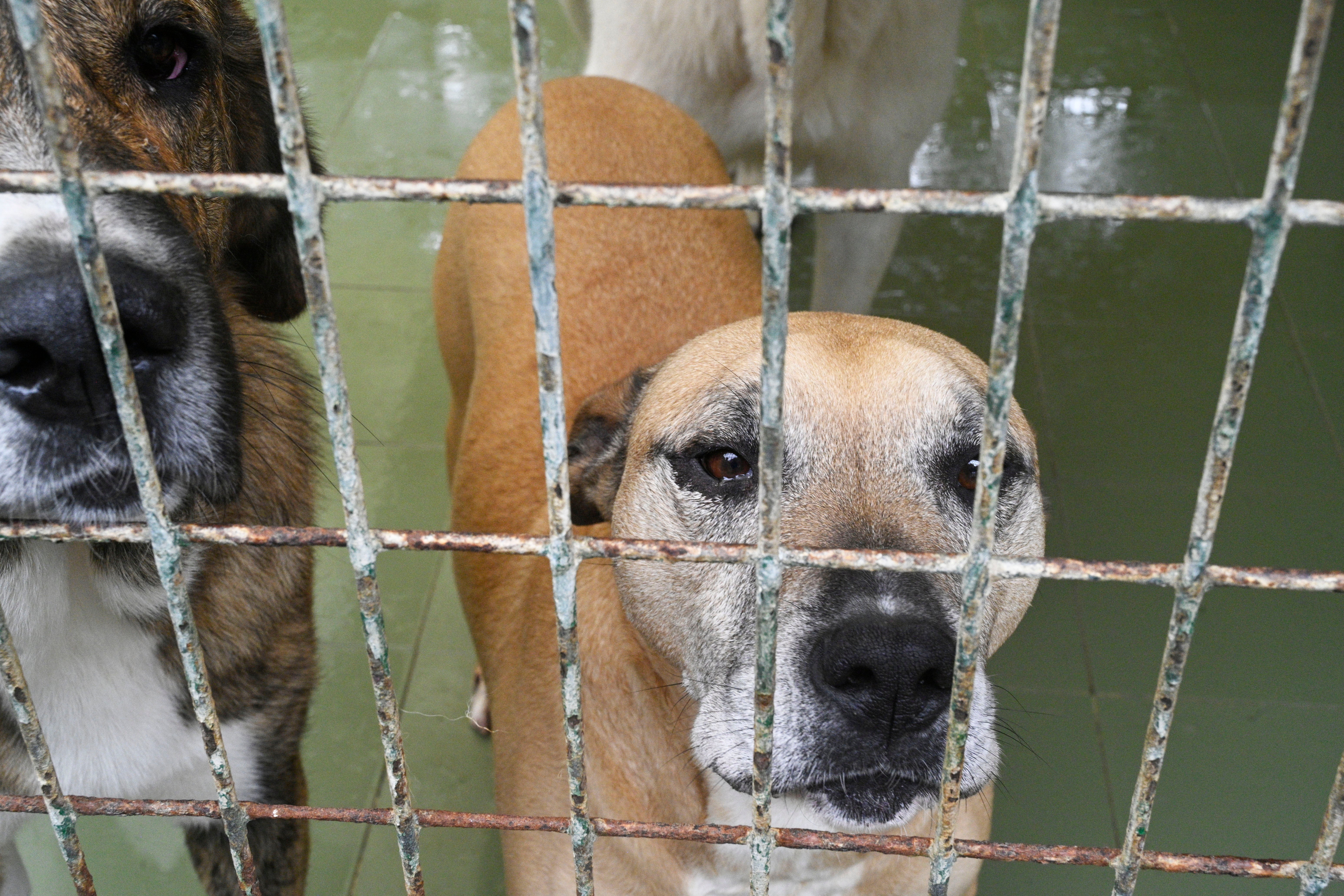 Lou, uno de los perros que más tiempo lleva en la protectora