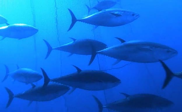 Los atunes capturados por el 'Kantauri', en la jaula de Getaria.