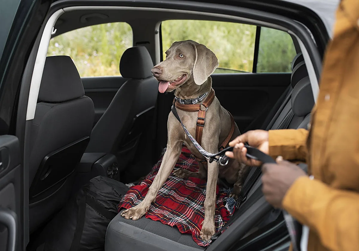 Es vital tomar las medidas de seguridad pertinentes para viajar en coche con perros