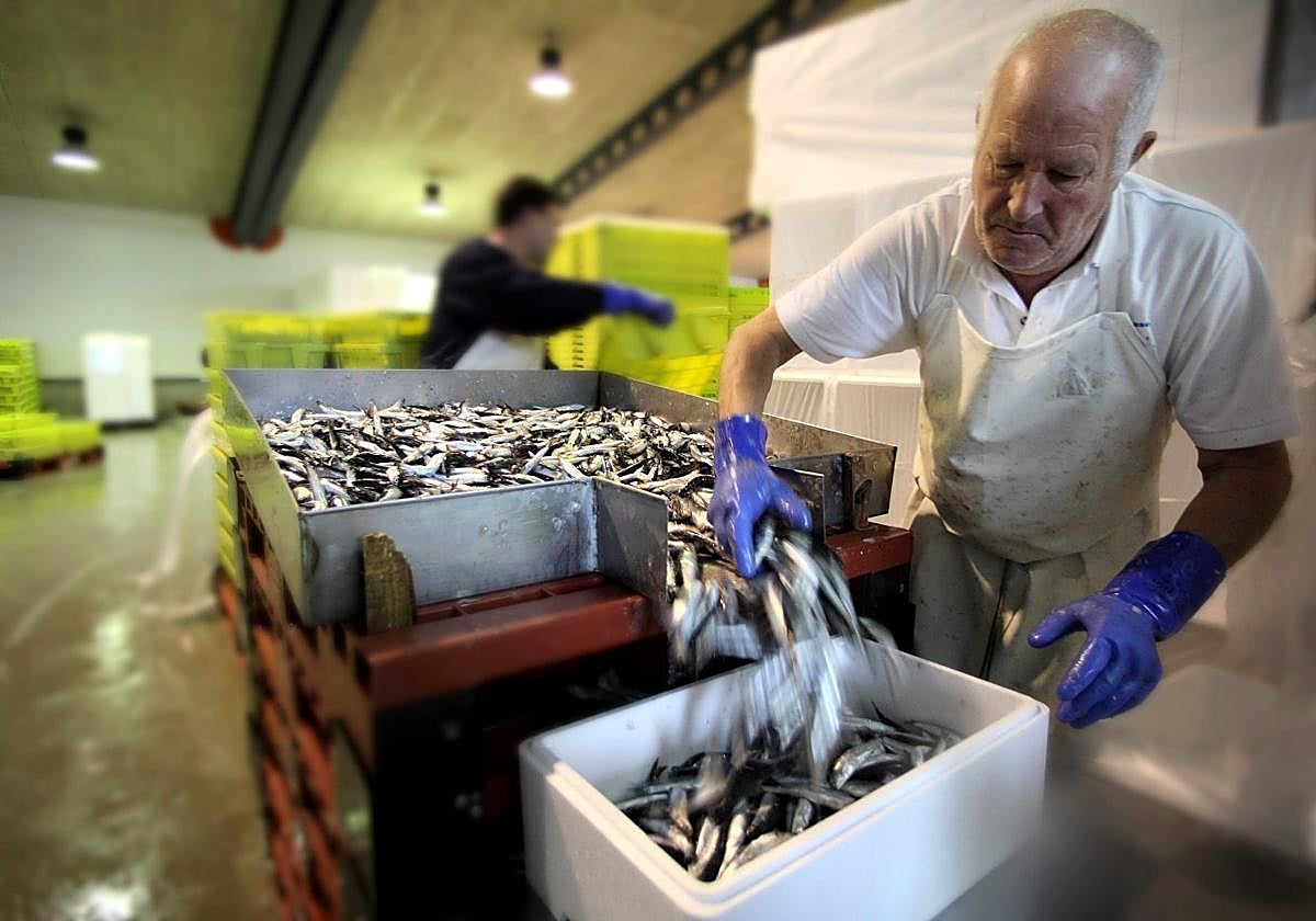 Descarga de la anchoa en la lonja de Hondarribia.