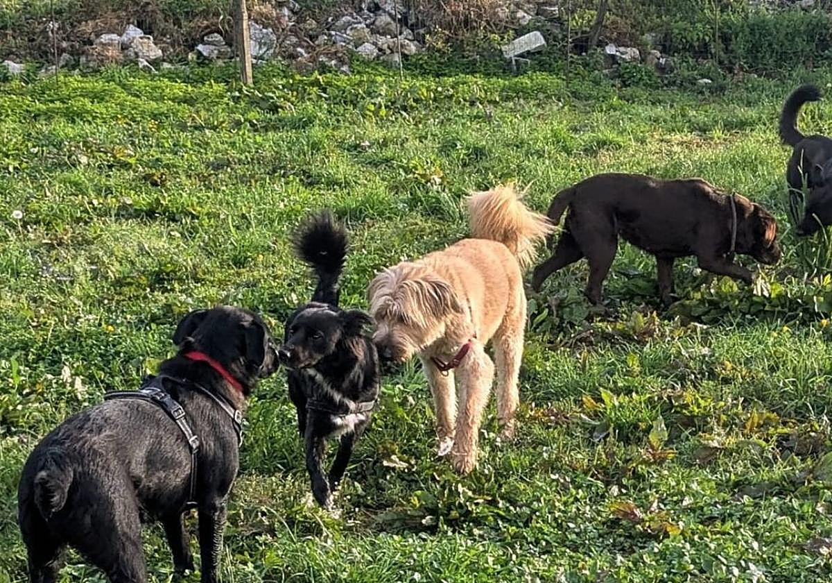 Durante el mes de agosto hasta 29 perros 'de vacaciones' se hospedarán en la residencia Elurra, donde salen a pasear al menos dos veces al día.