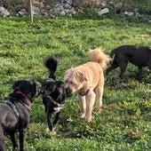Durante el mes de agosto hasta 29 perros 'de vacaciones' se hospedarán en la residencia Elurra, donde salen a pasear al menos dos veces al día.