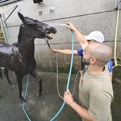 Los caballos se duchan diariamente después del entrenamiento con el objetivo de limpiarlo y bajar las pulsaciones.