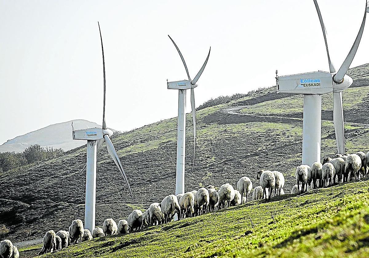 Un rebaño de ovejas pasta en el parque eólico de Elgea-Urkilla.
