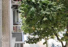 Árboles en la calle Balleneros de San Sebastián.