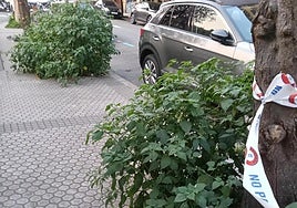 Denuncia Ane Odriozola: «Así lucen los alcorques de la calle Autonomía, del barrio de Amara Viejo. ¿Acaso el Ayuntamiento ha decidido experimentar un nuevo tipo de decoración vegetal? Por favor, que el responsable de la poda de estos alcorques se haga cargo de los mismos».