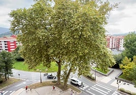 Una de las actuaciones pendientes es la retirada de un nido de avispas en el platanero ubicado en Donostia etorbidea.