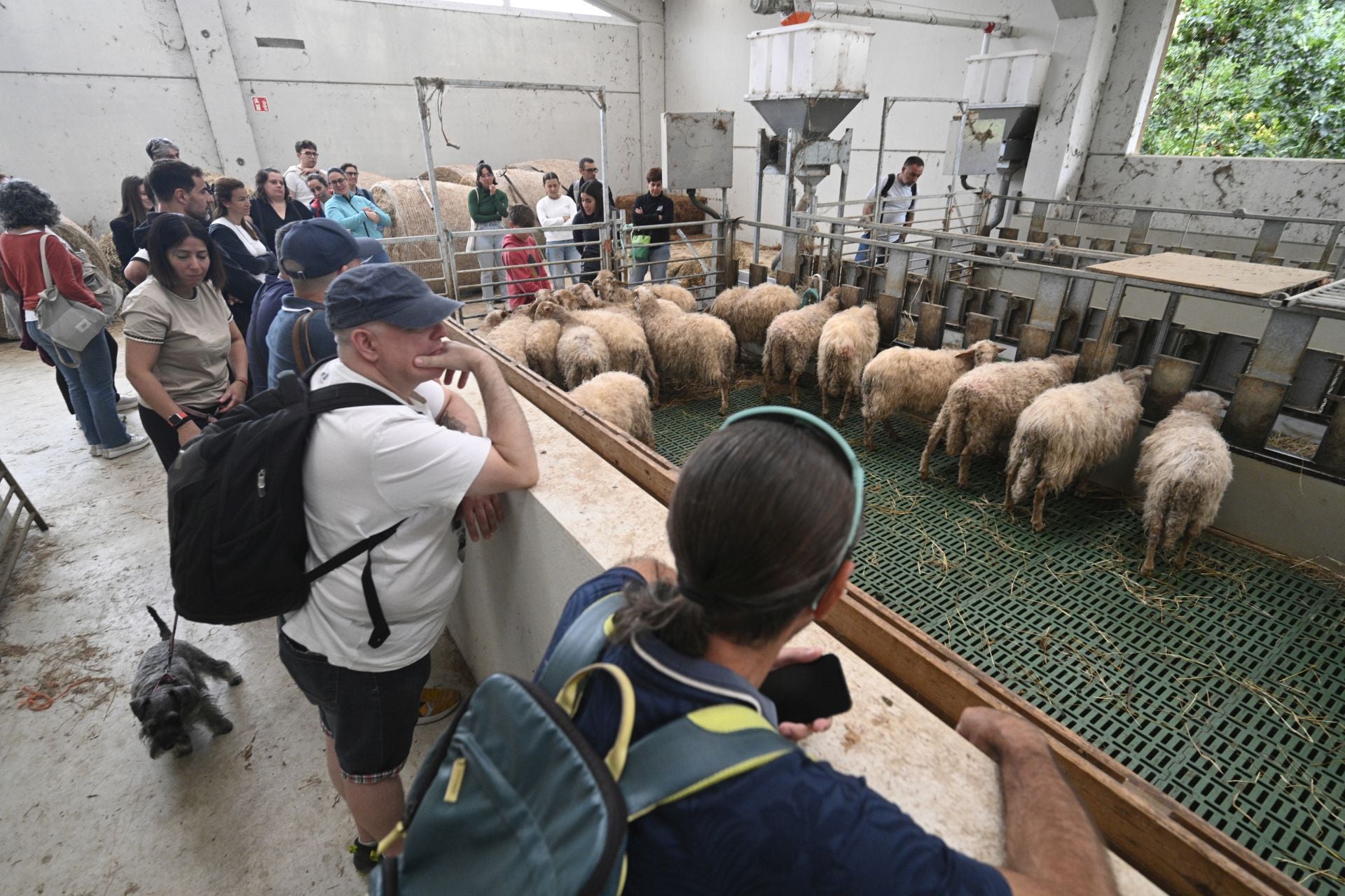 Visita a la quesería Ondramuño en Idiazabal