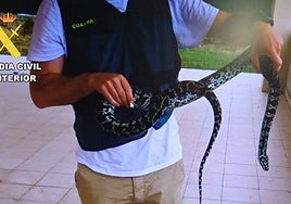 Un agente de la Guardia Civil sujeta la pitón.