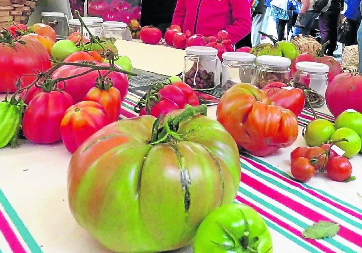 Ejemplares de los diferentes tomates que toman parte en esta competición.