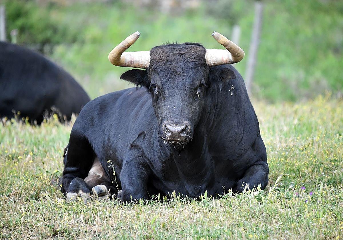 Una huida de película: un toro tira la apuerta abajo de un matadero, logra escapar y se tumba a la sombra de un prado