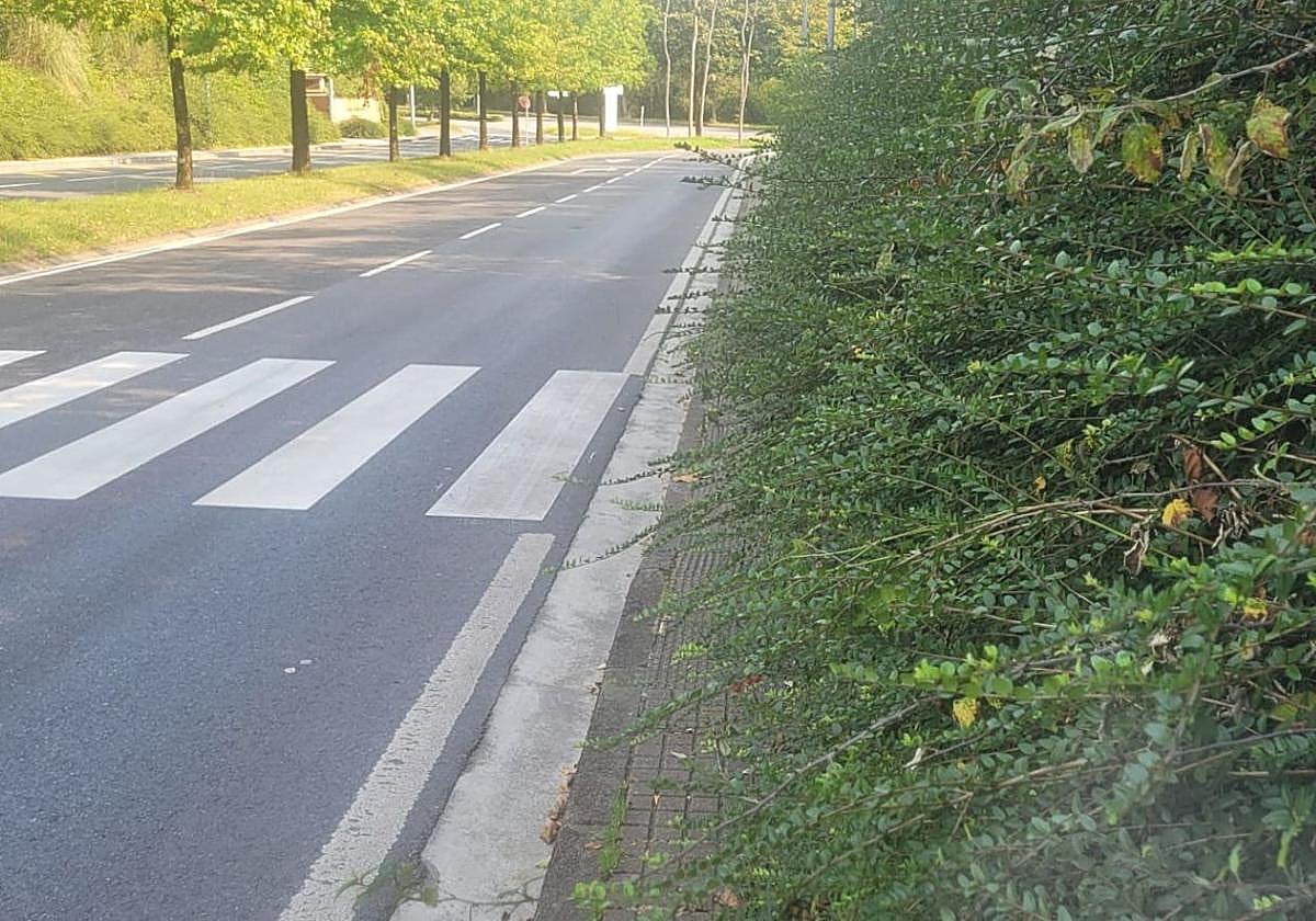 Maribel nos envía esta foto del paseo Mikeletegi de Miramon y dice: «A la altura de la rotonda de acceso a Viralgen y Tecnalia, es imprescindible que se poden los arbustos de este paso de peatones. Las zarzas, algunas con pinchos, imposibilitan un paso seguro por la acera, obligando al viandante a andar por la carretera, lo que supone un peligro».