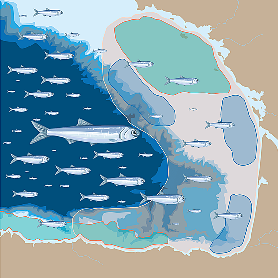 El crecimiento de la anchoa joven, a examen