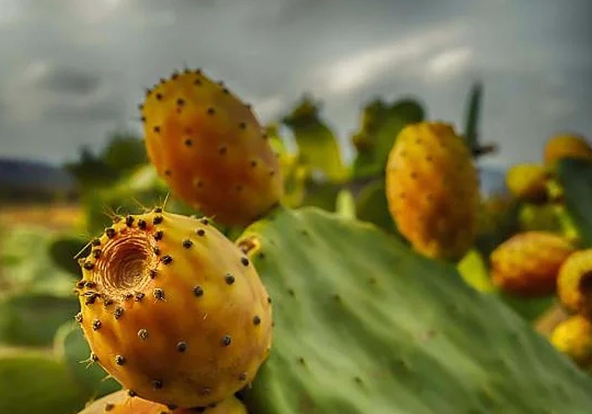Los higos chumbos florecen en la parte superior del cactus nopalés.