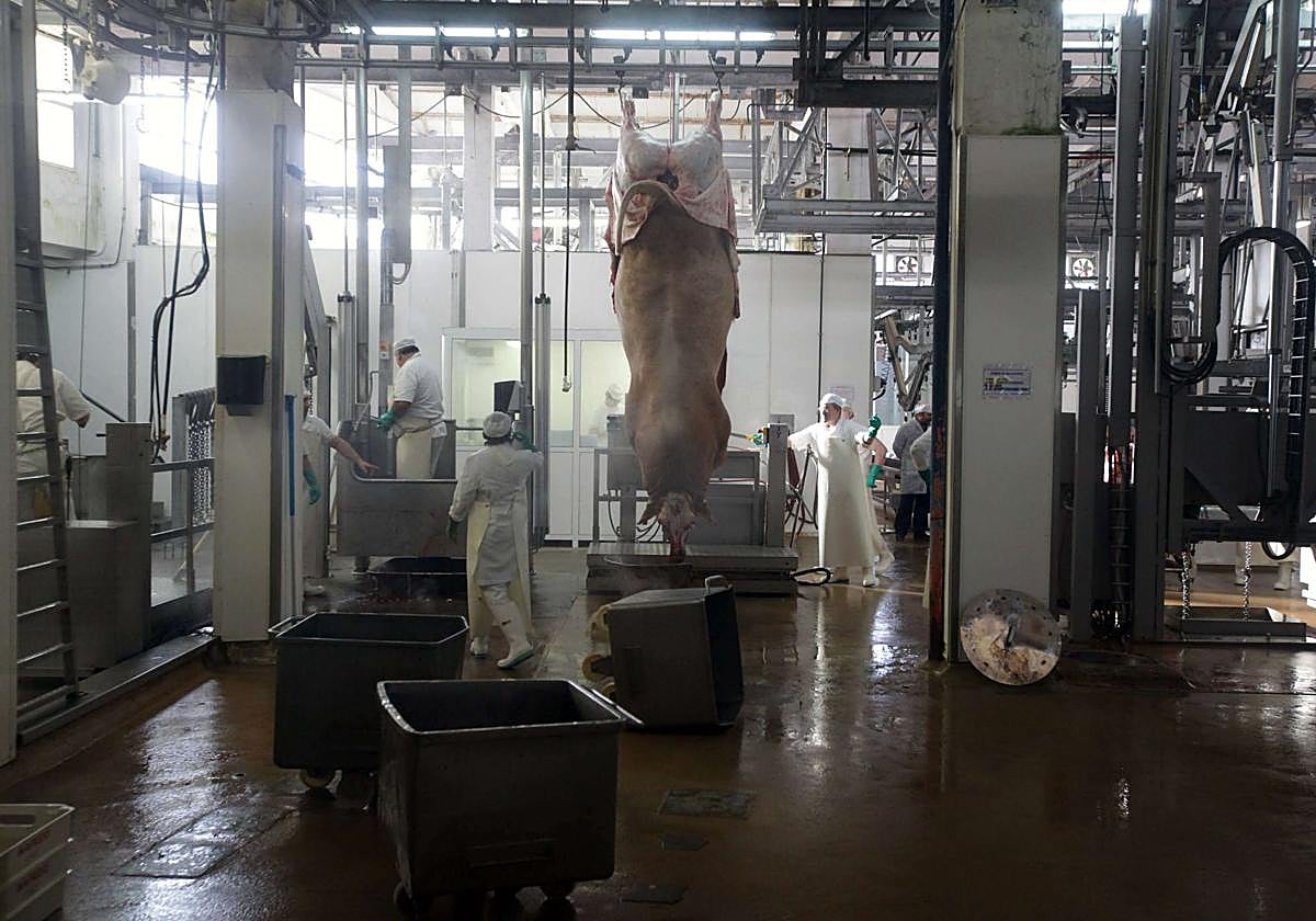 Imagen del sacrificio de un toro en el matadero Mafrido en Donostia.