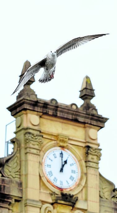 Una gaviota vuela sobre el Centro de San Sebastián.