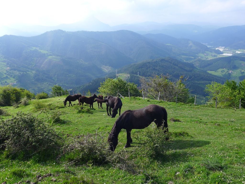 Mamuten garaiko zaldiak esan ohi zaie pottokei.