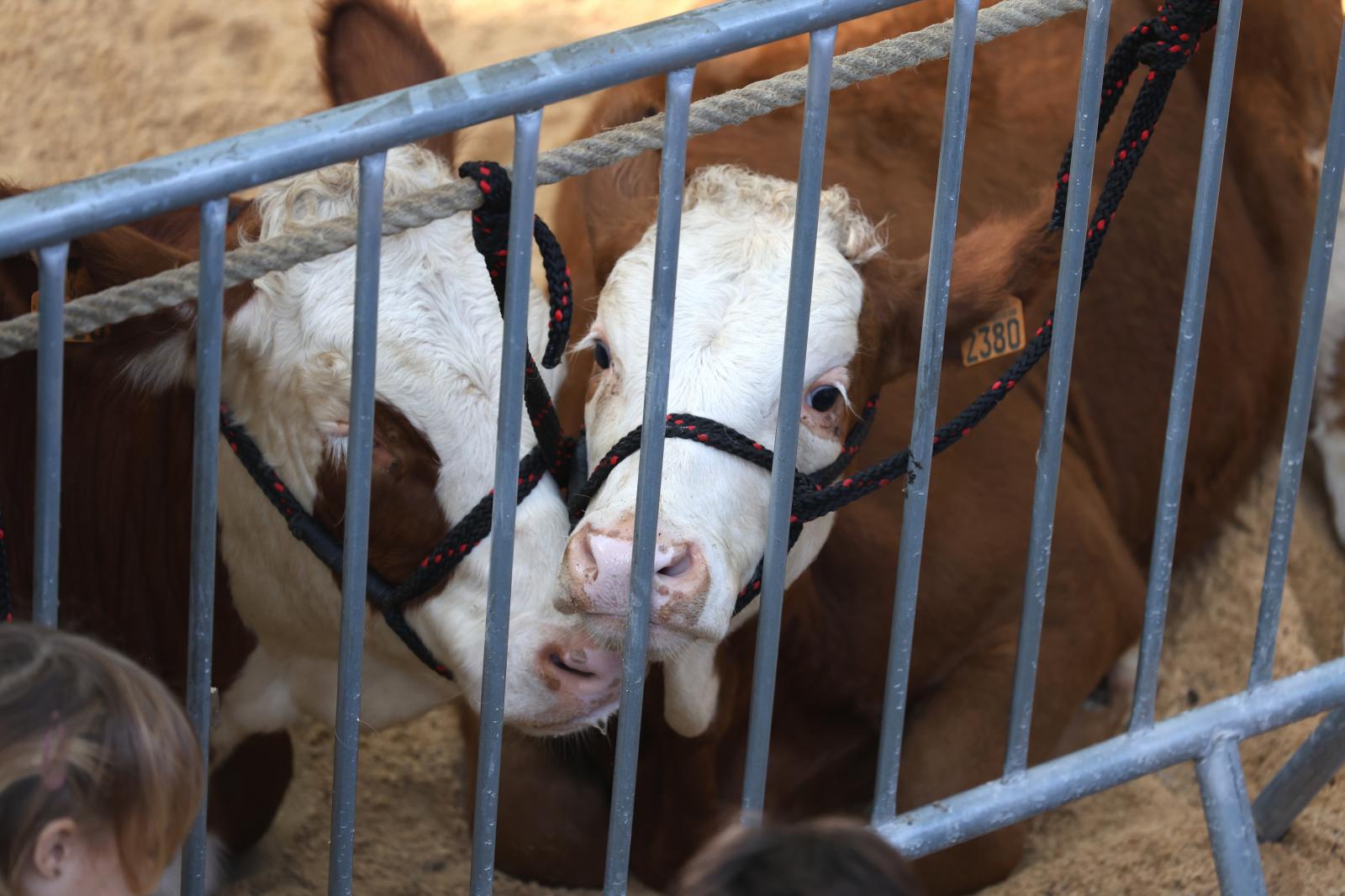 Gran ambiente en el Baserritar Eguna de Hondarribia