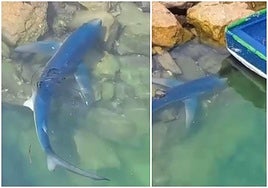 Tiburón azul o tintorera junto al puerto de pescadores de Hondarribia.