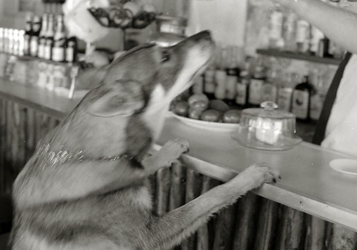 Este perro, más que un bozal, parece pedir una consumición.
