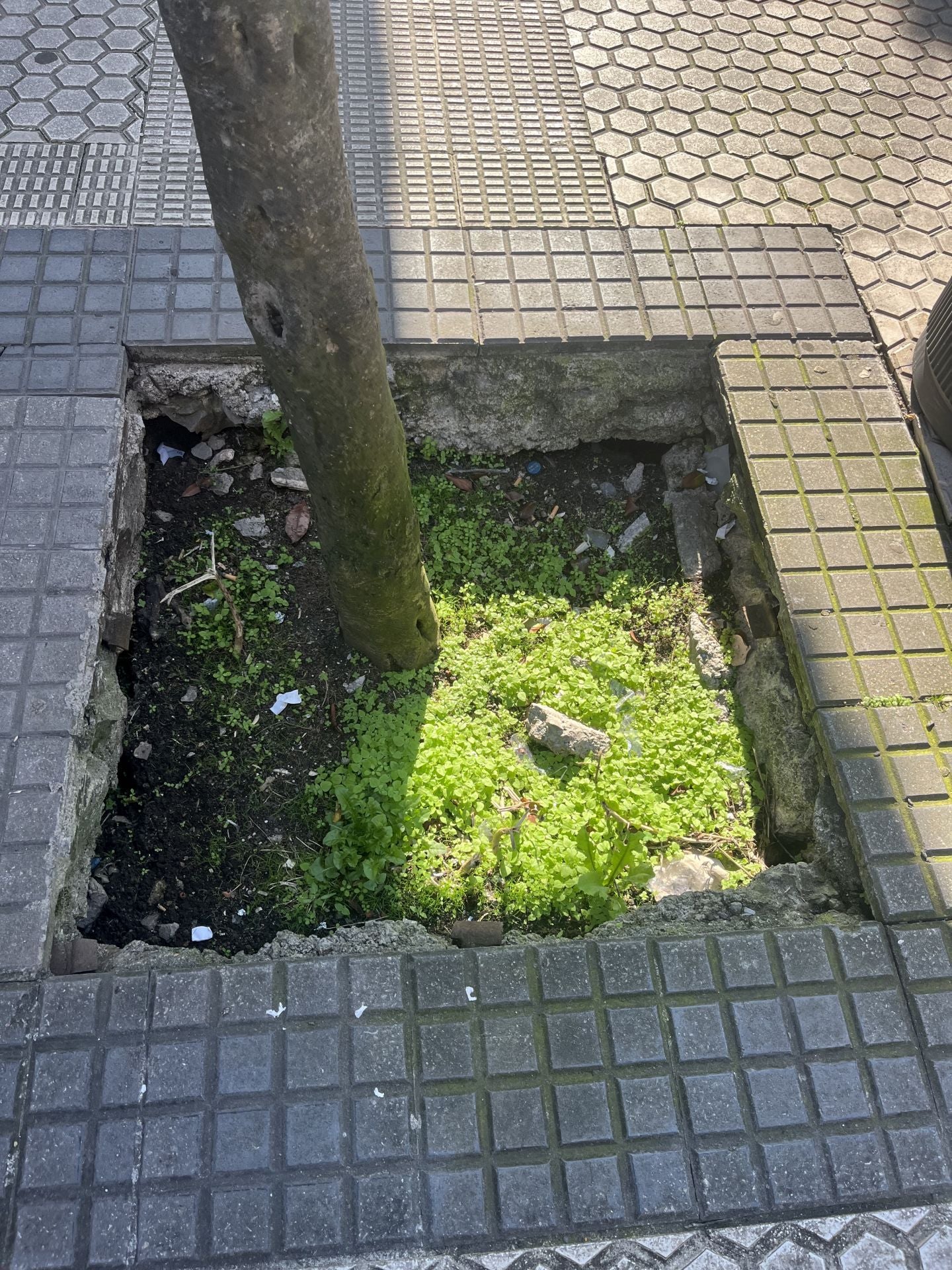 Maite denuncia «el estado lamentable de los alcorques en pleno Centro de la ciudad. No existe ningún mantenimiento, no se cubren de tierra hasta dejarlos al nivel de la acera, por lo que si te despistas y metes un pie, pues la avería puede ser tremenda. Una vez más, a quien corresponda».