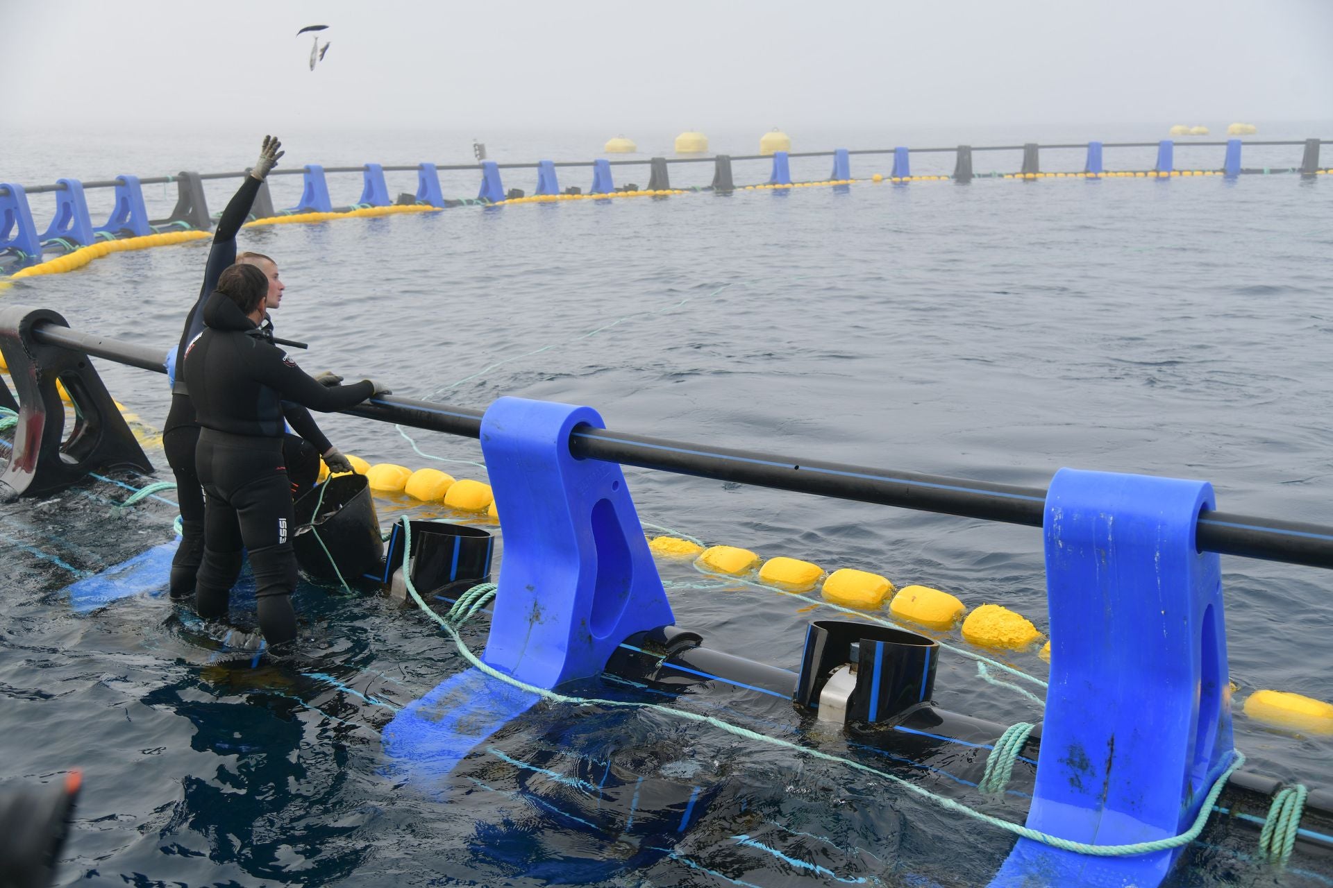 Imagen principal - «Nuestros 80 atunes comen 700 kilos de sardina al día»