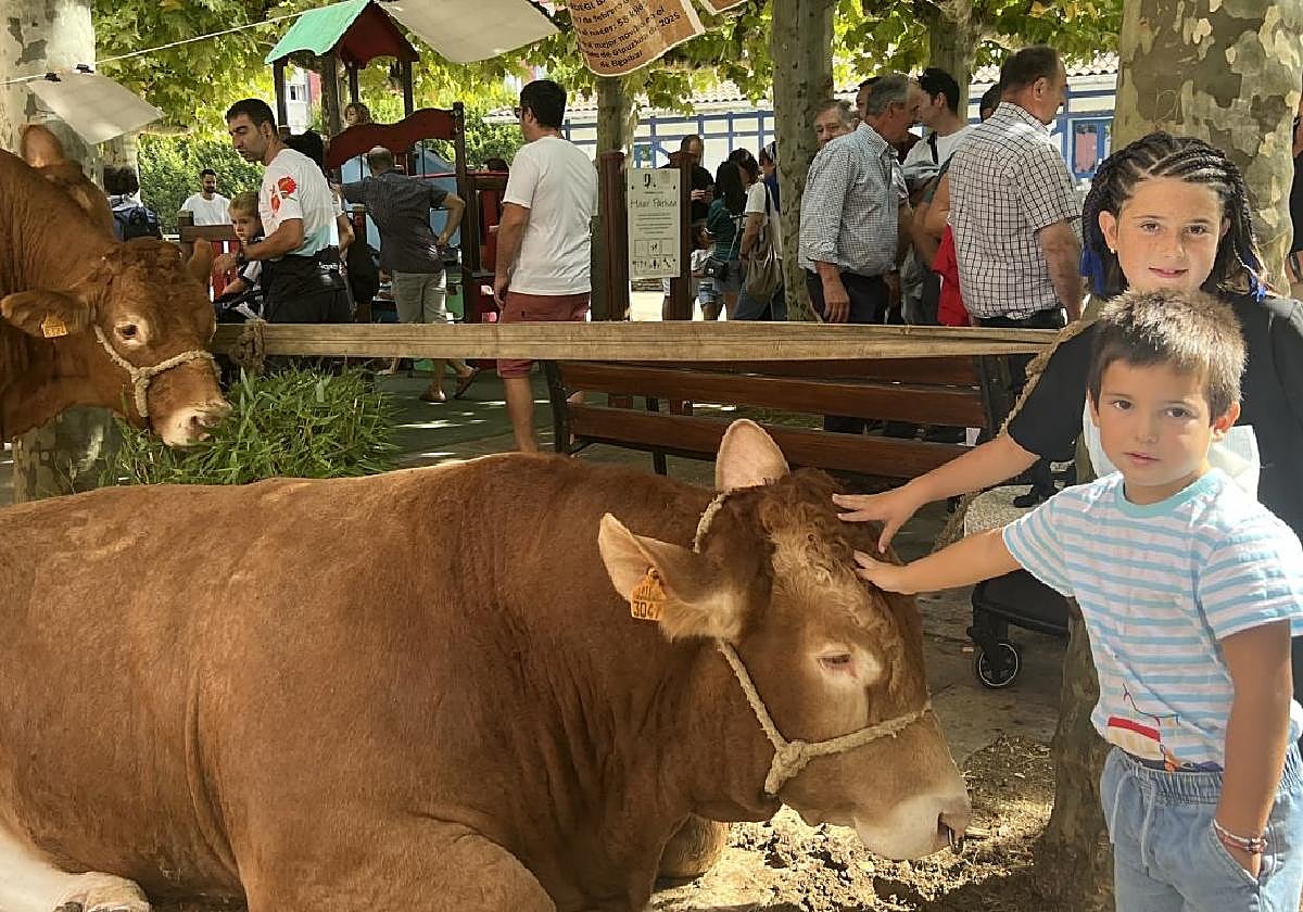 Uzturre, novillo ganador del premio al mejor macho de la raza Limousin en Gipuzkoa, fue uno de los atractivos de la feria.